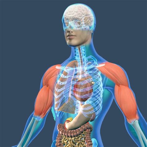 Animated Physiology Human Atlas By Tran Tuan