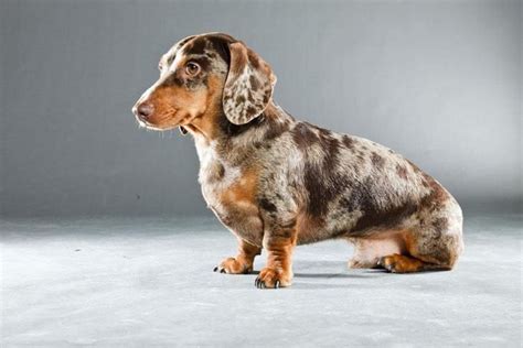 Harlequin Dachshund Puppy Daschunds Pinterest Beautiful Dapple