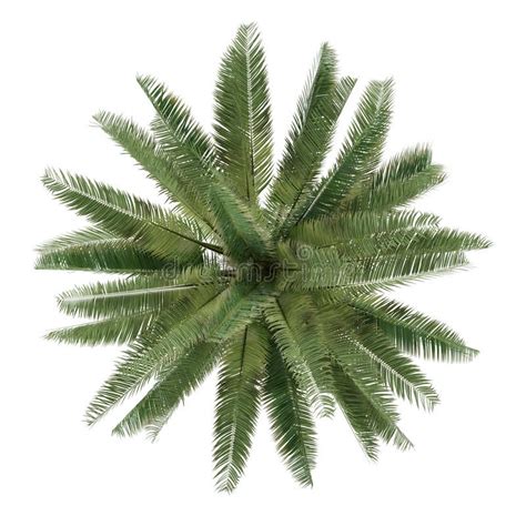 Palm Tree Isolated Jubaea Chilensis Top View See My Other Works In