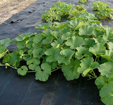 Best companion plants for nutrients. Growing Cantaloupe and Honeydew Melons | Growing ...