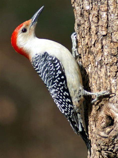 North Carolina Woodpeckers Finches Bird Woodpecker Coastal Birds