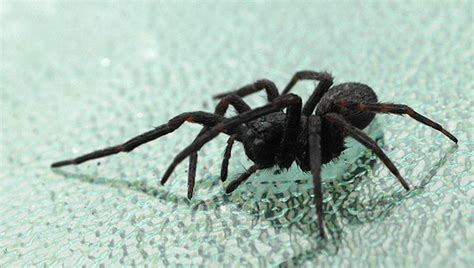How fast and how much depends on the size of your body. If You Must Kill That Spider, The Best Way Is To Freeze It ...