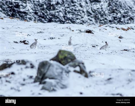 Mountain Hares In The Scottish Highlands Stock Photo Alamy