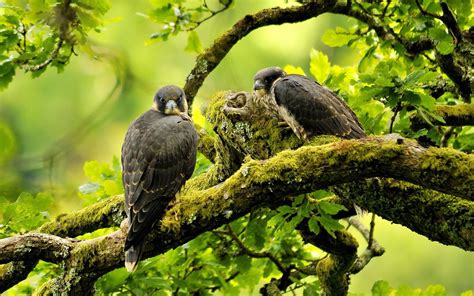 Wallpaper Forest Birds Nature Branch Green Wildlife Eagle