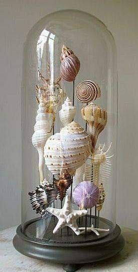 She Collects Vintage Seashells Seashell Projects Seashell Crafts