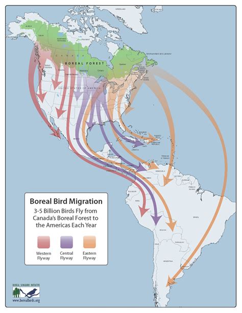 Flying South For Winter Bird Migration Paths Down Across The Us To