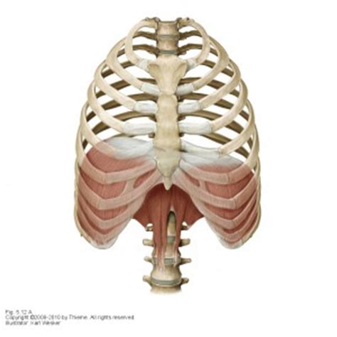 The anatomy of a floating rib. The importance of Breathing Correctly | Farringdon Osteopaths