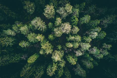 Green Tress Landscape Wood Forest Drone Photo Hd Wallpaper