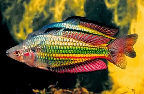 What Species Of Rainbow Fish Is This Is This Picture Photoshopped Or