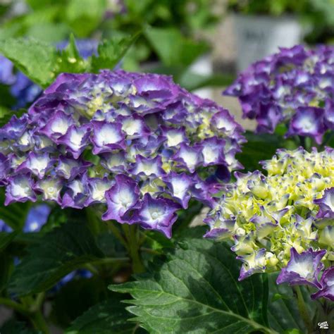 Hydrangea Royal Purple — Green Acres Nursery And Supply
