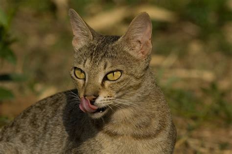 Hybrid Cats That Evoke Their Wild Cousins