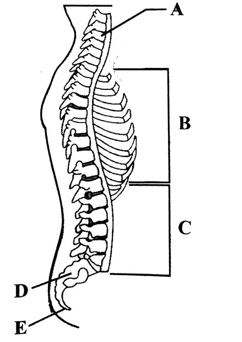 Labelled Diagram Of Backbone : Draw A Labelled Diagram Of T S Of Spinal ...