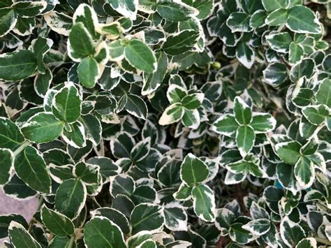 Euonymus Emerald Gaiety Tree Top Nursery And Landscape Inc