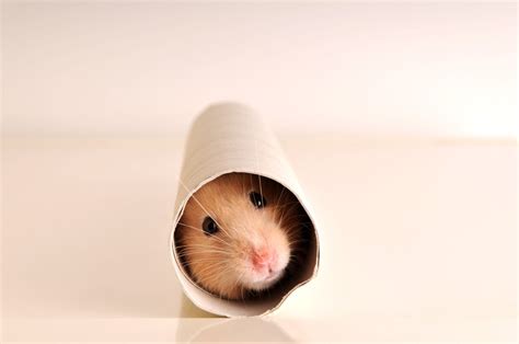 The Five Most Popular Hamster Breeds Petmd