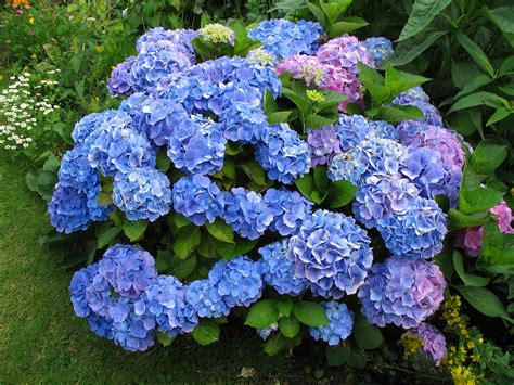 Hydrangea, (genus hydrangea), any of a genus of erect or climbing woody shrubs, in the family hydrangeaceae, native to the western hemisphere and eastern asia. hydrangea - Wiktionary
