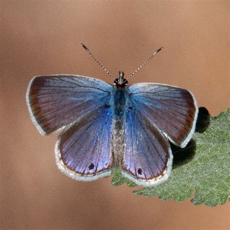 Reakirts Blue Echinargus Isola Bugguidenet