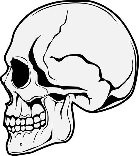 Skull Side View Horror Free Vector Graphic On Pixabay Pixabay