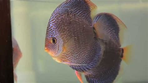 Snakeskin Discus Breeding Pair Youtube