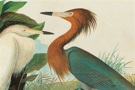 Audubon. John James Audubon.