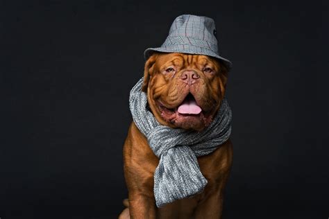 Dog In Hat And Scarf Dogs Funny Dogs Cute Dogs