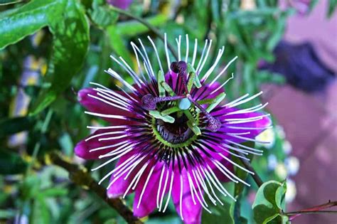 Passion Flower Care Guide How To Grow Passion Flowers Diy Garden