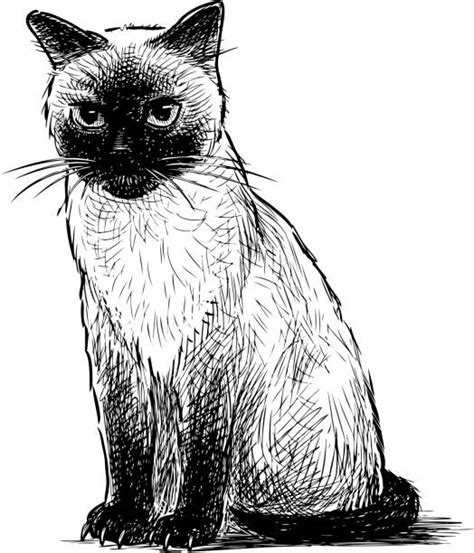 Siamese Cat Illustrations Royalty Free Vector Graphics And Clip Art Istock