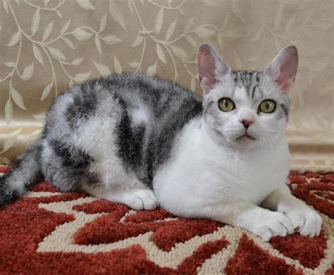 American Wirehair American Wirehair Gorgeous Cats Cat Breeds
