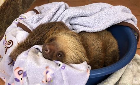 Slothy Sunday This Just In — Sloths Are Cute