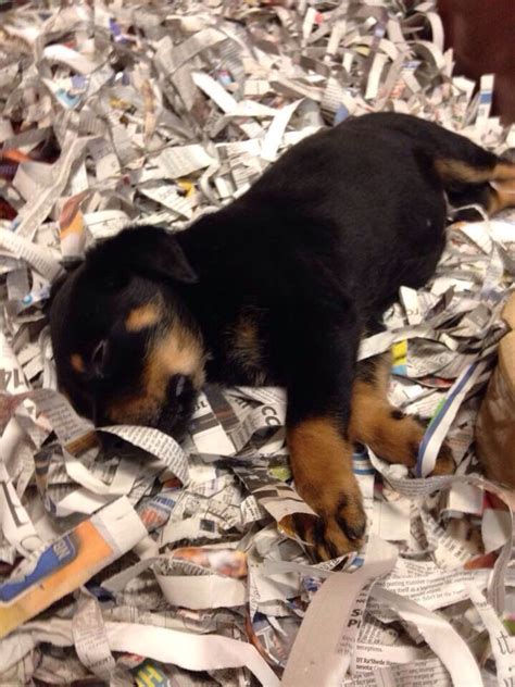 Noahs Ark Animal Shelter Rockford Tobi Beale