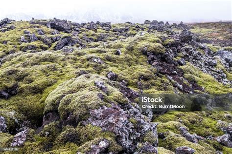 Old Lava Fields Of Volcanic Rock Overgrown With Icelandic Moss Stock