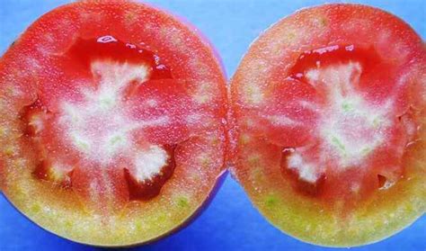 The Ultimate Guide To Treat White Spots On Tomato And Leaves