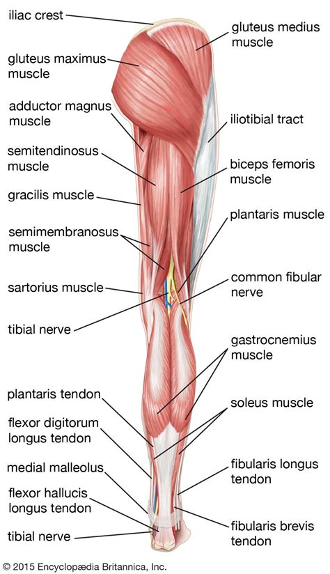 Lateral Hip Muscles