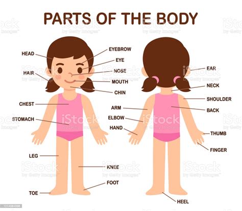 Cute Girl Body Parts Stock Illustration Download Image Now Istock