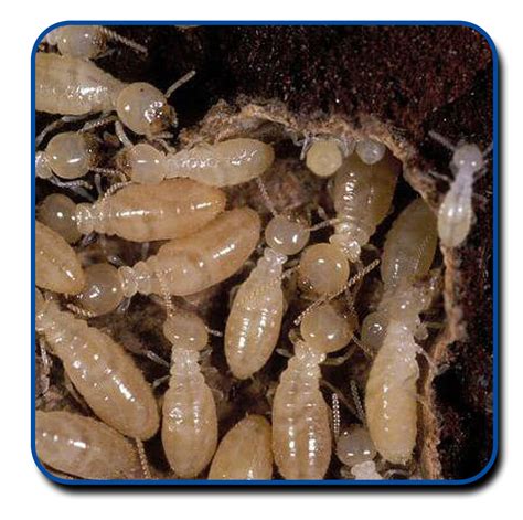 Jurassic pest control, llc, lady liberty pest control, pest friends of tucson, horn pest management, plc, university termite and pest control, inc. Termite Treatment Tucson - Termites Info