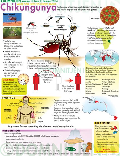 What You Need To Know About Chikungunya