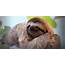 The Truth About Sloth – Grow Up Blog