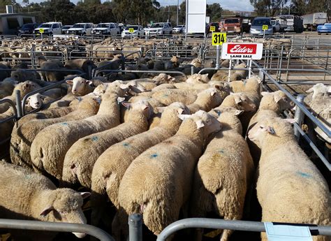 2nd Top Price At Corowa Sales White Suffolk Sheep And Poll Dorset Sheep