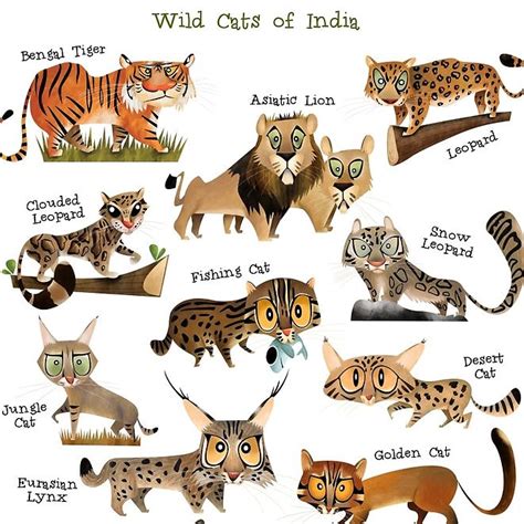 Bengal Cat Classification Baby Bengal Kitten