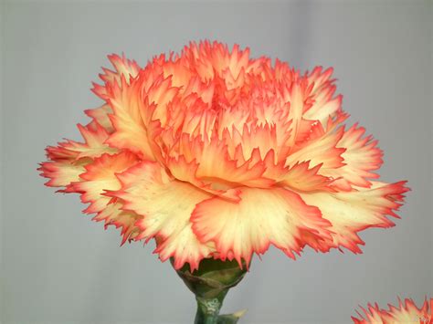 Yellow Orange Color Carnation Flower Carnation Flowers Orange