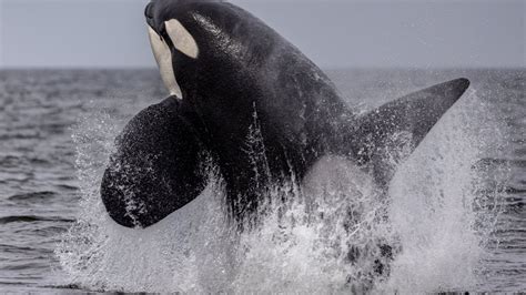 Killer Whale Rams Yacht Off Shetland Amid Increasing Reports Of Boat
