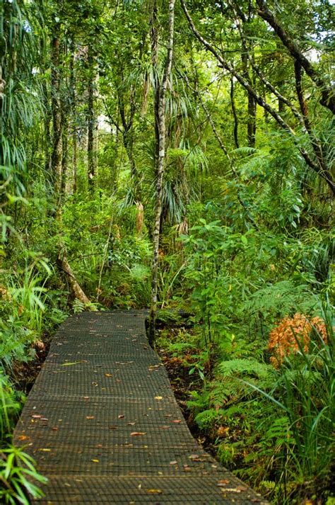 Path Through Waipoua Kauri Forest New Zealand Stock Image Image Of