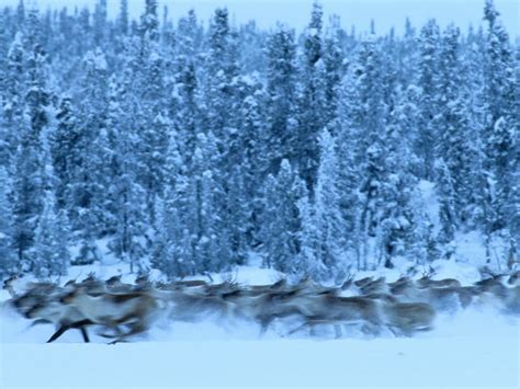 Encyclopedic Entry The Taiga Is A Forest Of The Cold Subarctic Region