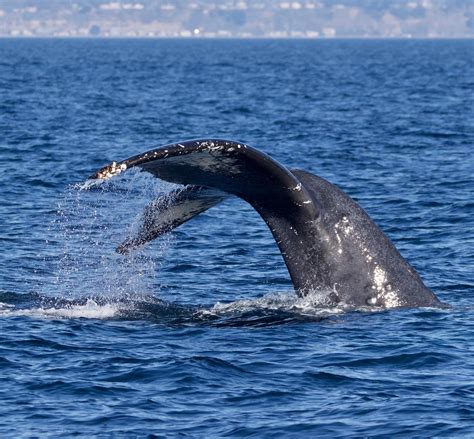 Winter Humpback Whales still feeding in Monterey Bay! | Santa Cruz