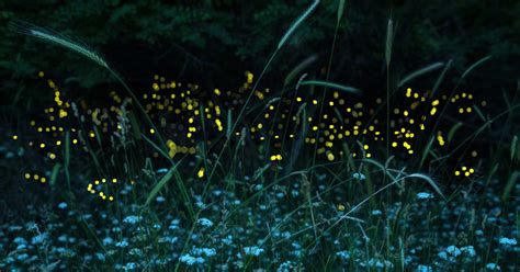 Most of us have fond memories of catching fireflies or lightning bugs on warm summer nights. 4 Simple Ways to Attract Fireflies to Your Backyard ...