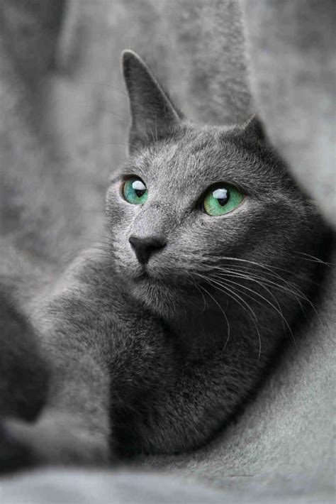 The russian blue cat's plush, silver fur and vivid green eyes will captivate you, and her sensitive nature will capture your heart. Russian blue cat, Cat Breeds information - Full Of Cats