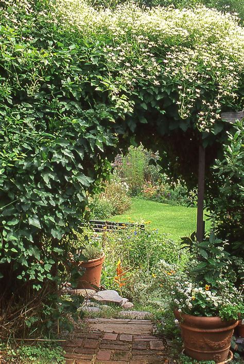 Planting vines can create a cozy haven under a gazebo or hide an eyesore of a fence. 12 Fast-Growing Flowering Vines - Best Wall Climbing Vines ...
