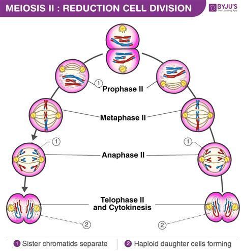 Meiosis Ii Phases And Significance Of Meiosis Ii Cell Division Porn