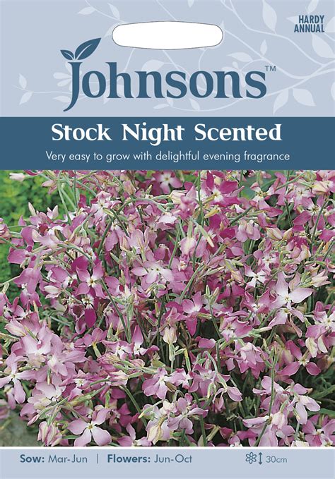 Stock Night Scented Johnsons Seeds