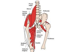 Anterior Position Urged in Hip Replacement - MedSparkMedSpark