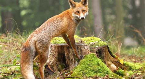 Can You Really Own a Pet Fox? Everything You Need to Know